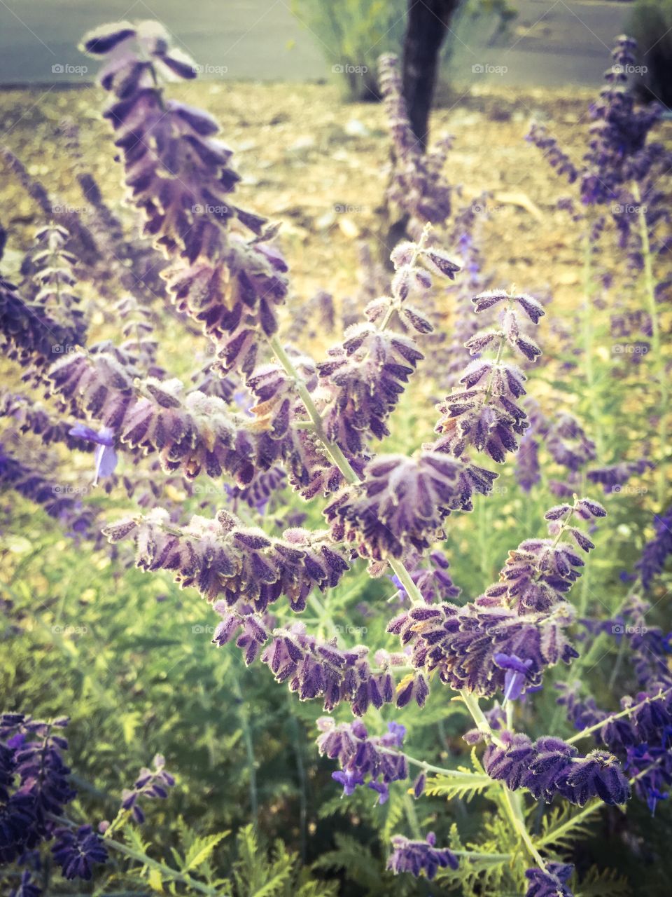 Russian sage