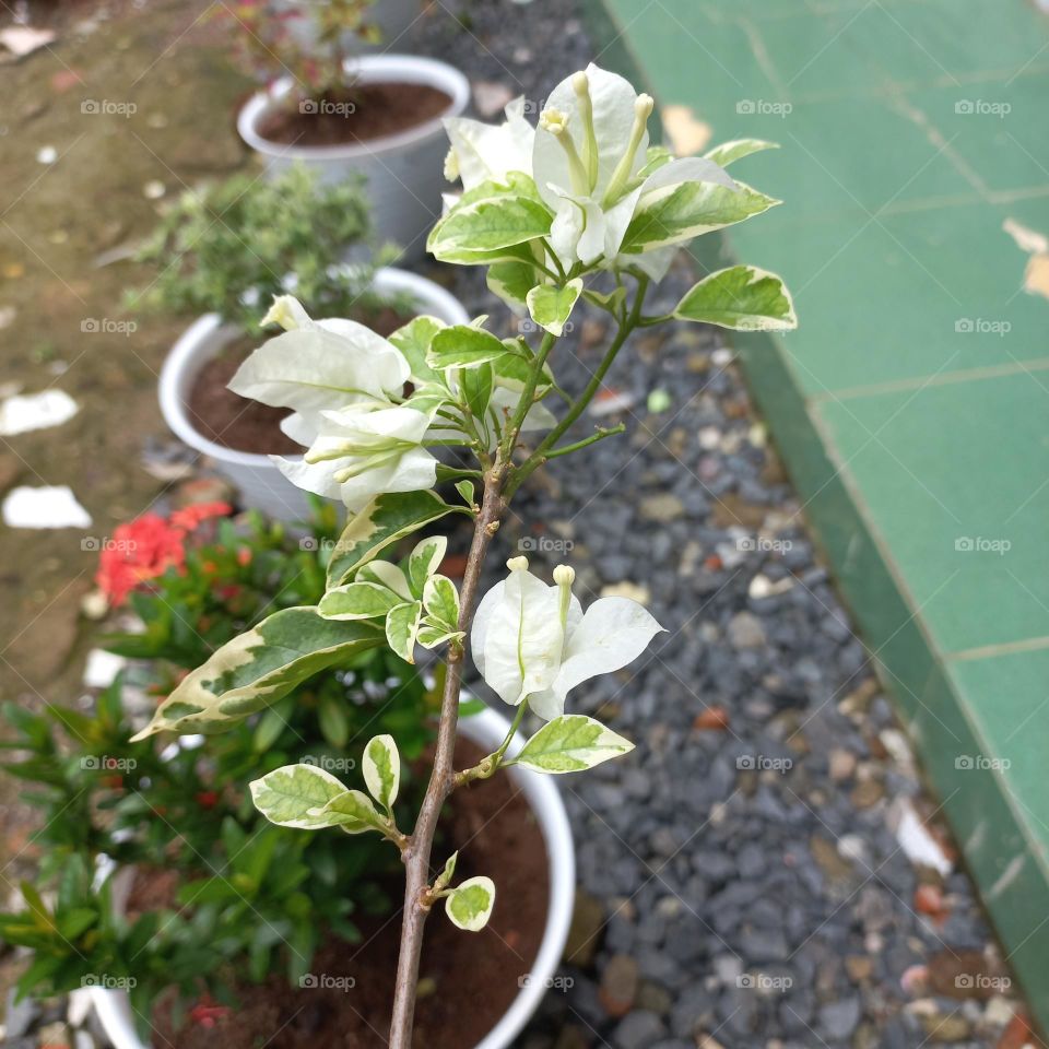 White paper flower plant in bloom