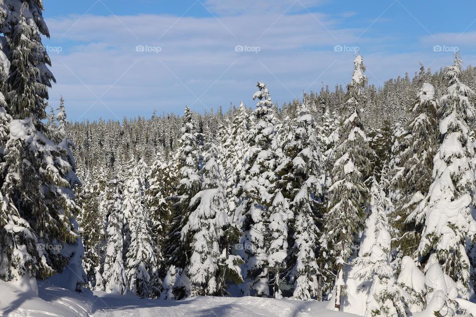 Snow covered woods