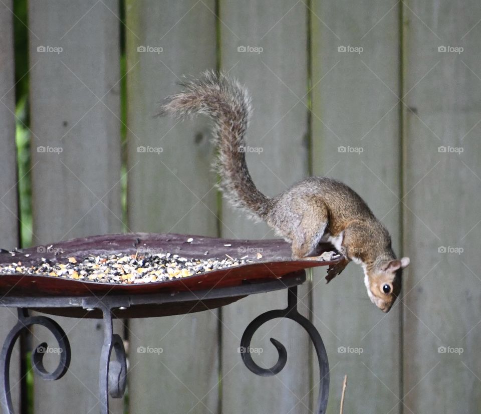 Jumping squirrel