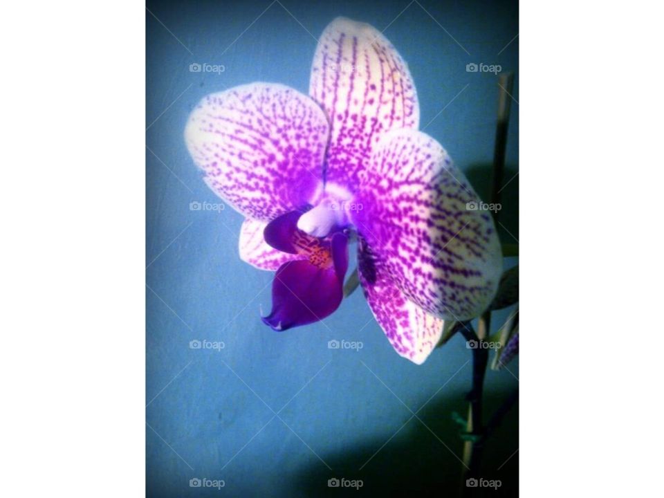 orchid Close Up