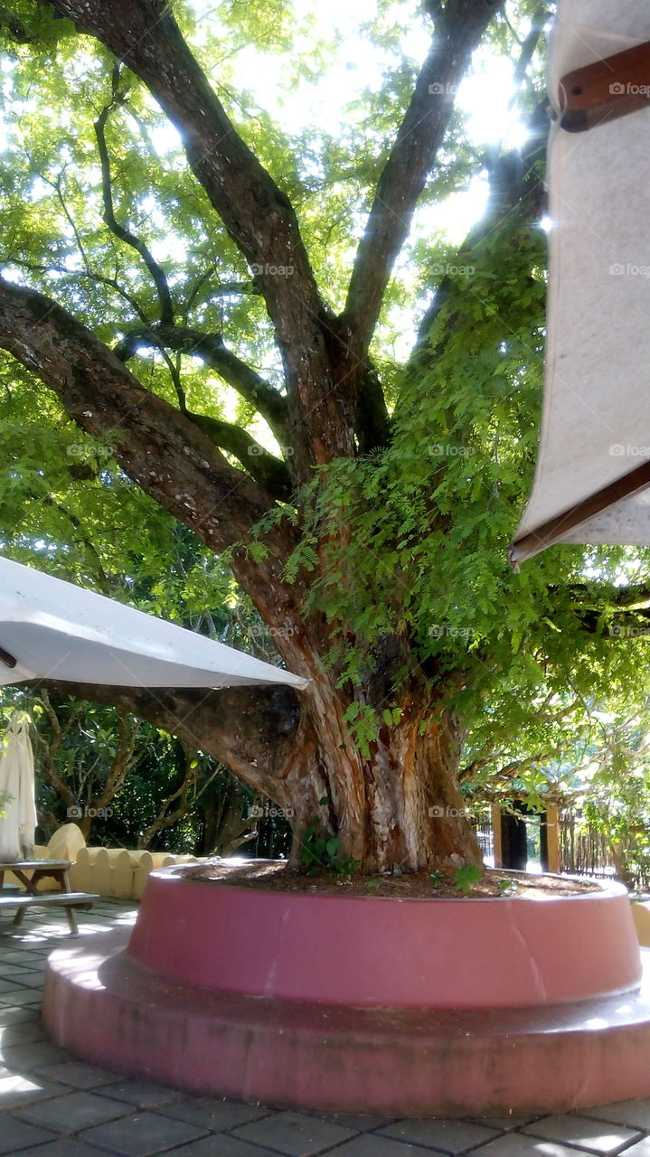Tree shade