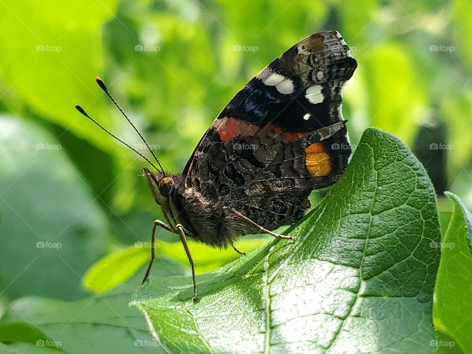 When butterflies appear Spring is here. Vanessa Atlanta. Common name The Red Admiral butterfly.