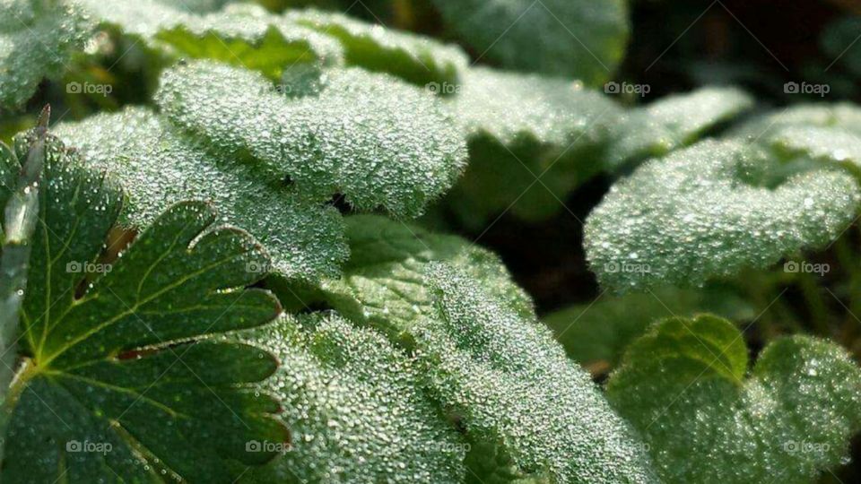 Frost melting on the bright green sunlit leaves