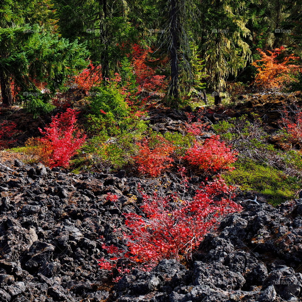 Brightly colored fall bushes in the lava rock fields in Oregon's Cascade Mountains. 