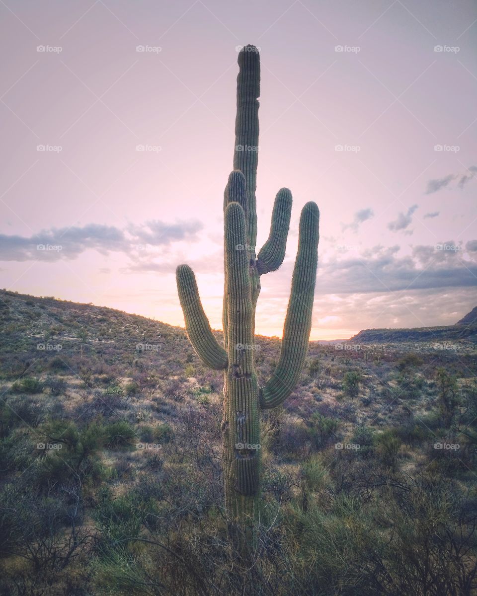 Saguaro sunset