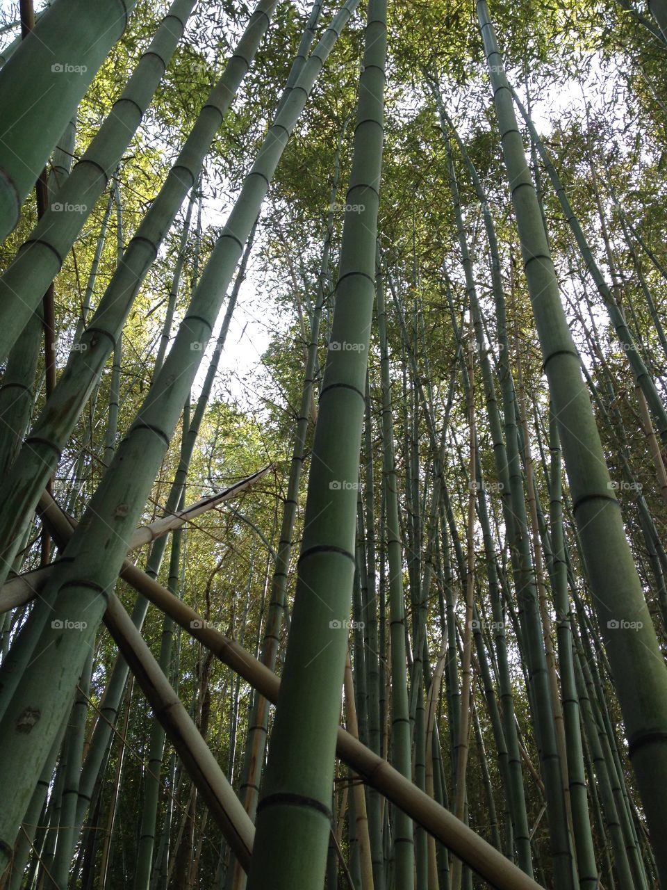 Bamboo