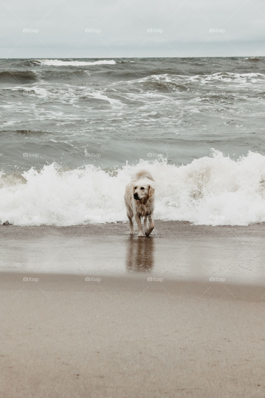 Golden retriever is walking out of the sea in a big waves
