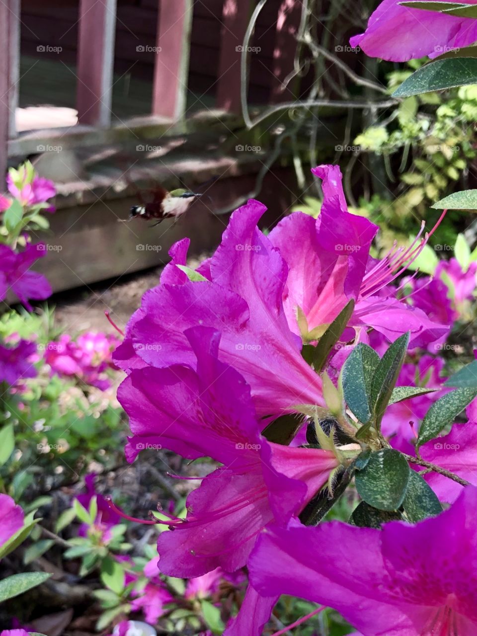 Green hummingbird moth on pink azalea 