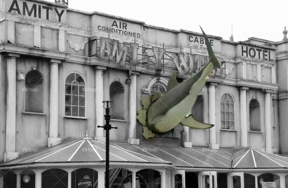 Shark hit hotel