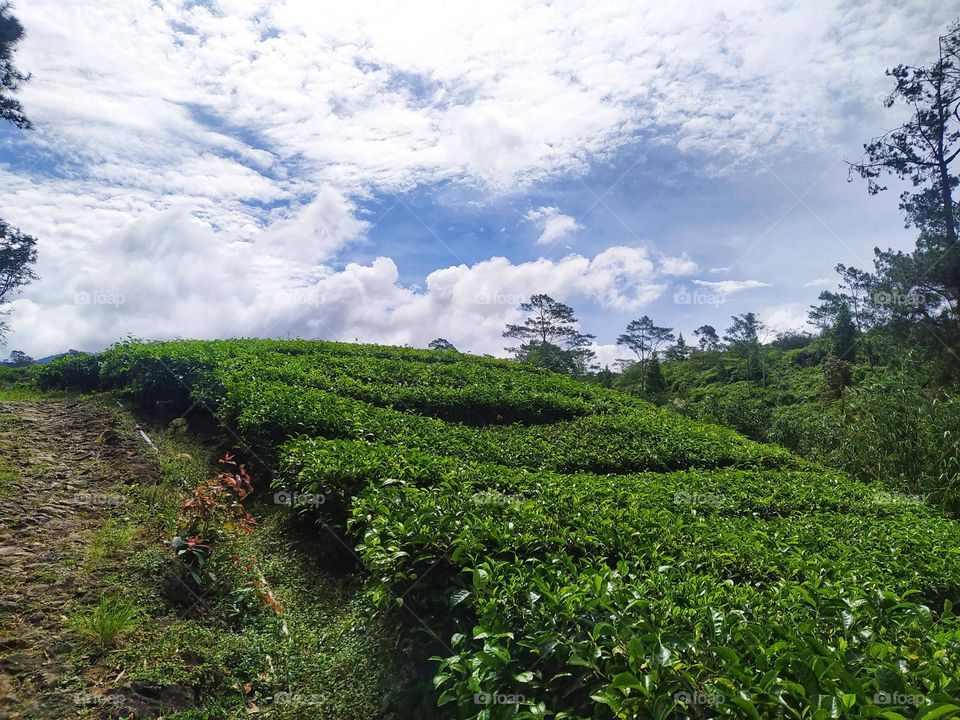 Amazing view of the spacious tea garden with cloudy clear blue sky