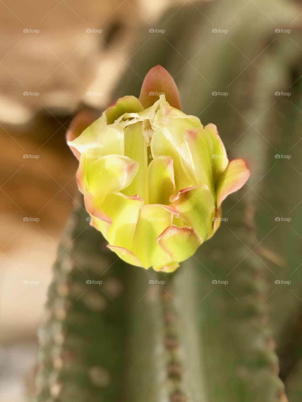 Cactus flower 