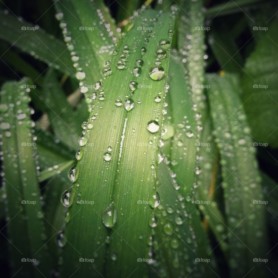 Closeup of blade of grass, with raindrops