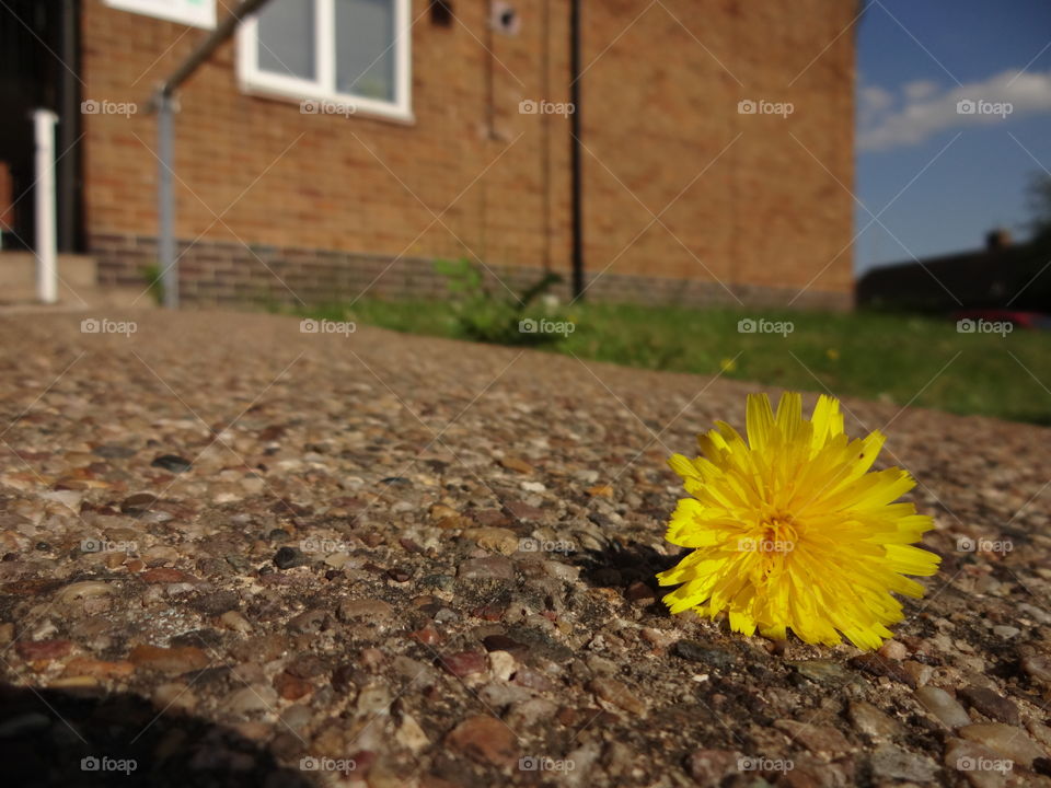 yellow dandelion