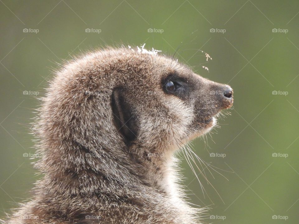A close up of a meerkat 