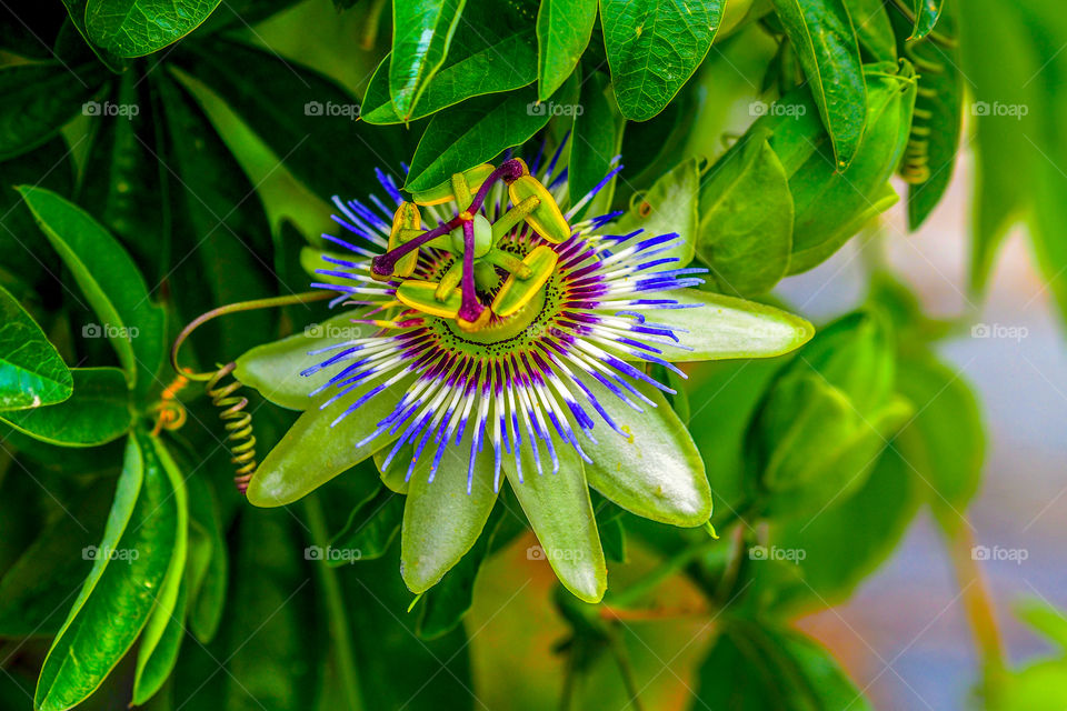 Passiflora flower