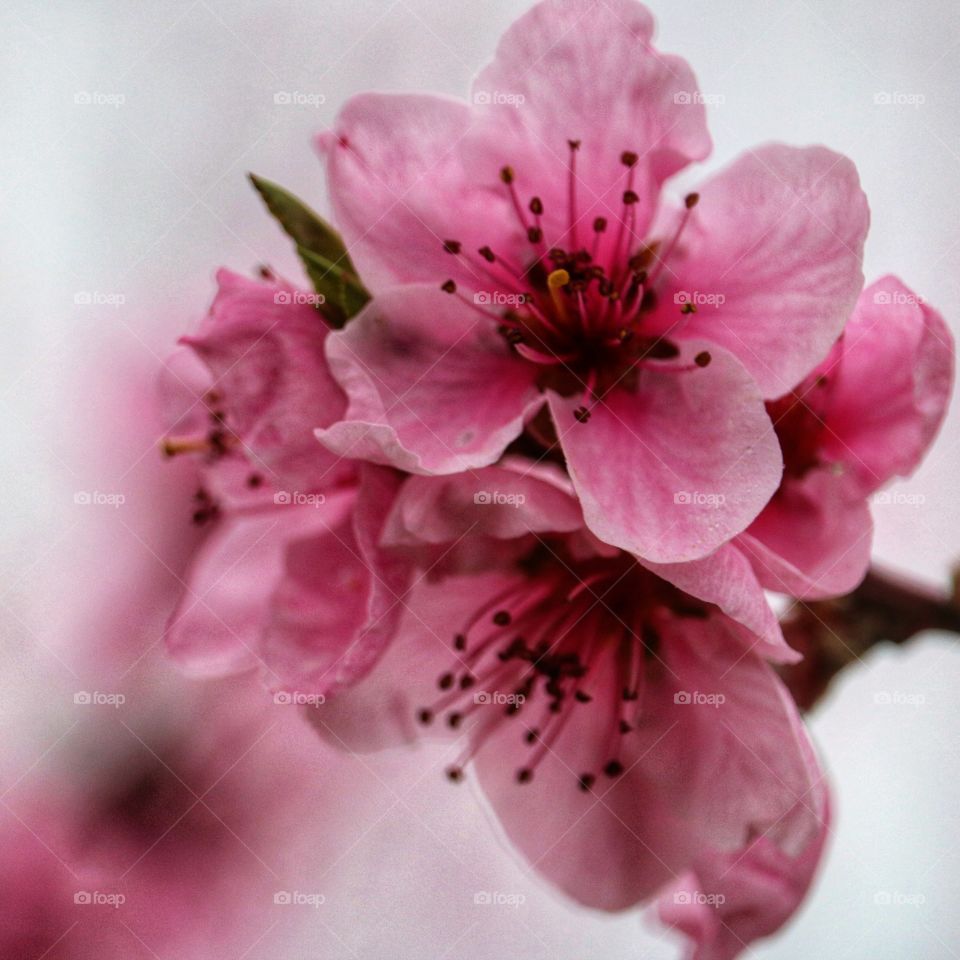 pink cherry blossoms