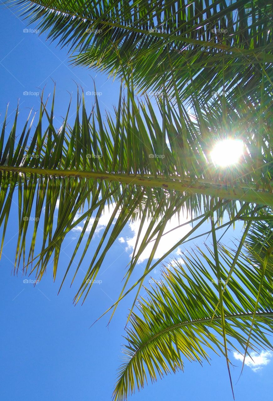 palm trees in the sun