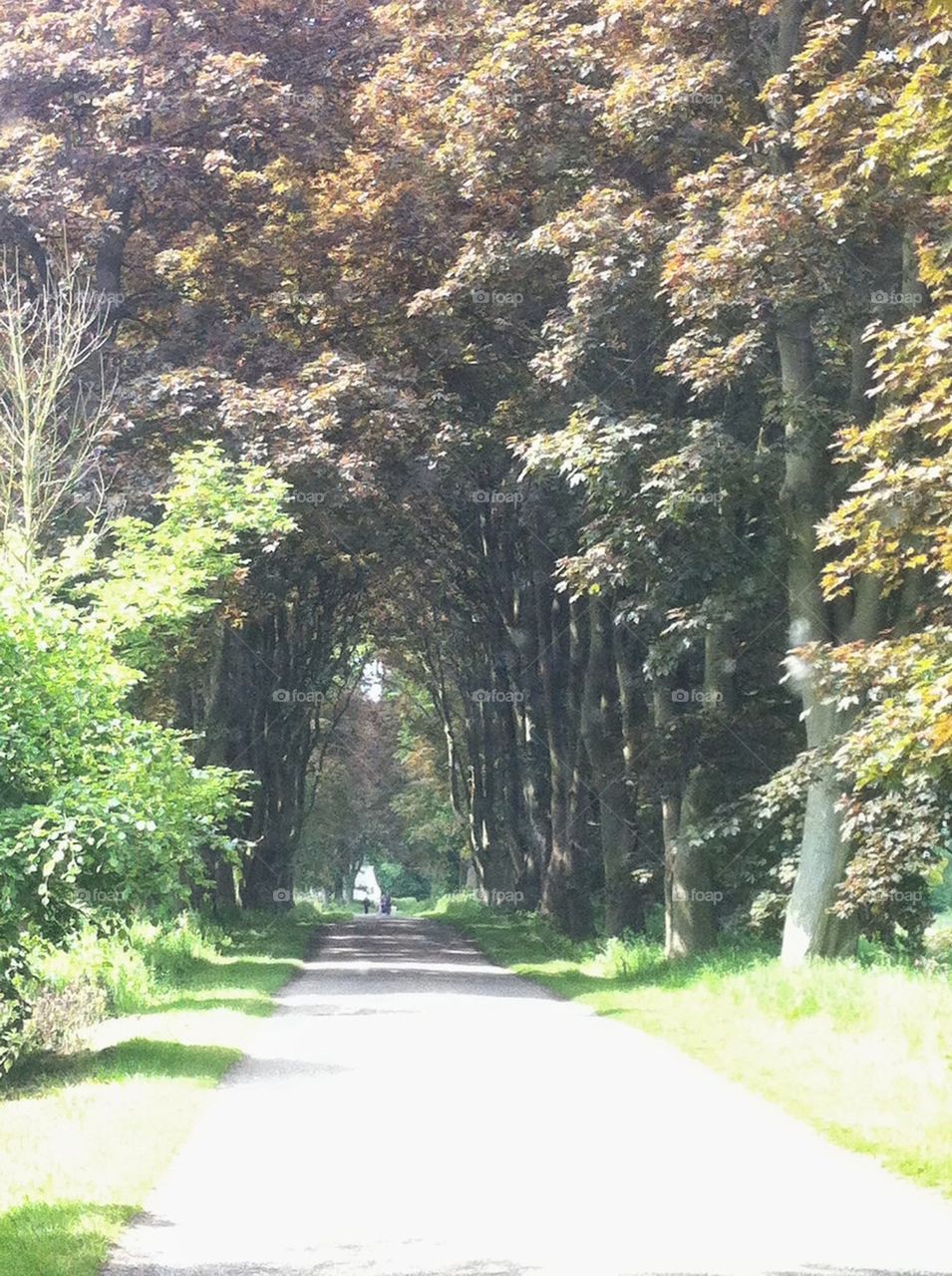 Road trees