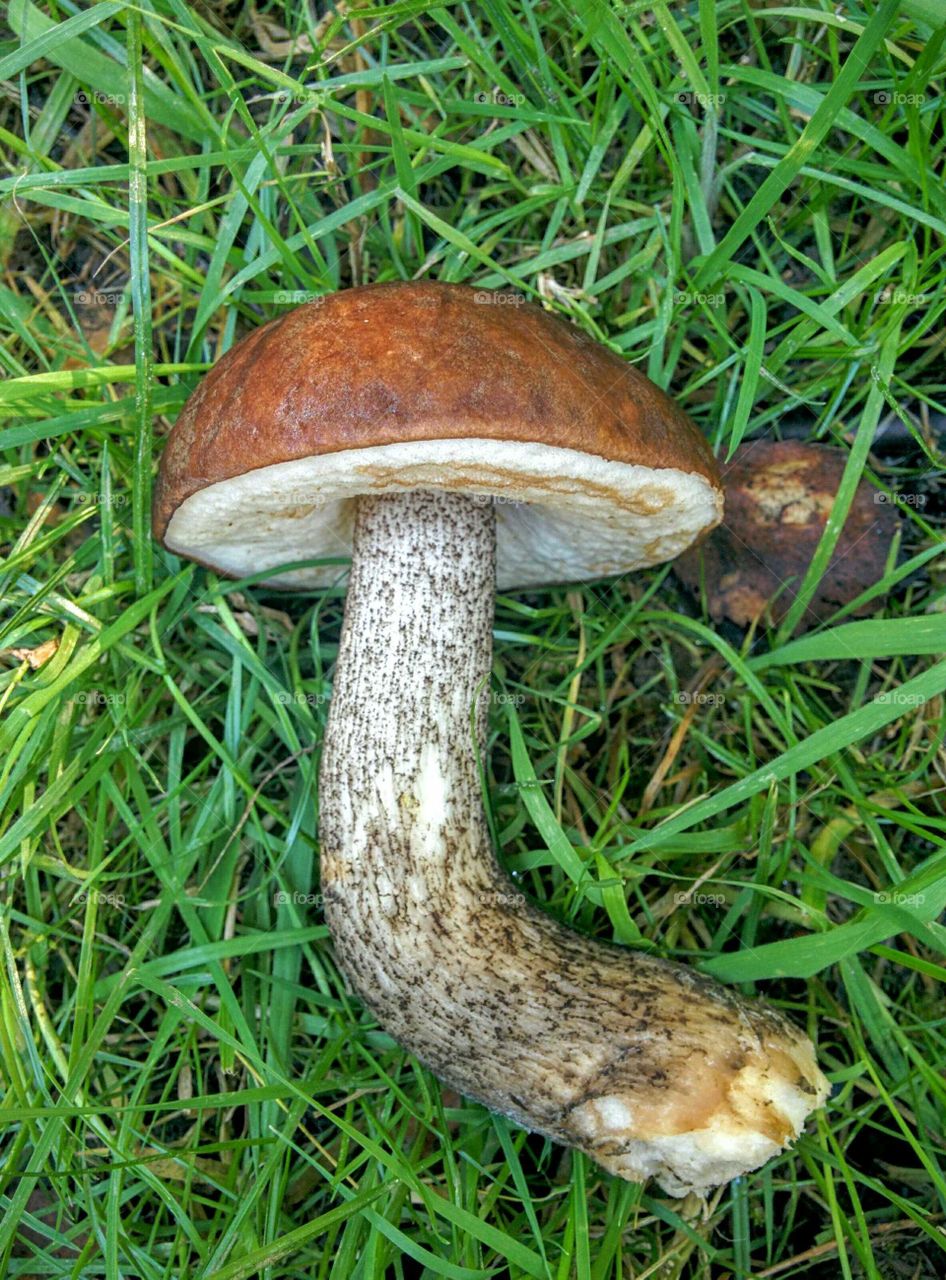 Bolete mushroom in England