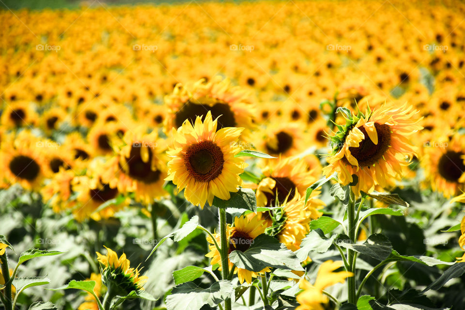 Nature, Summer, Flora, Sunflower, Flower