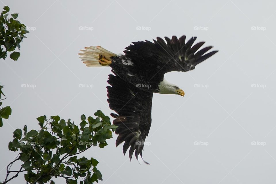 The beauty of the Bald Eagle is evident as it dives towards a fish filled stream in order to grab dinner