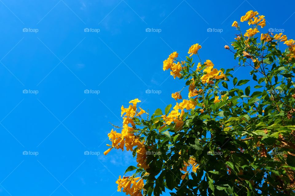 Yellow flowers with blue sky background 
