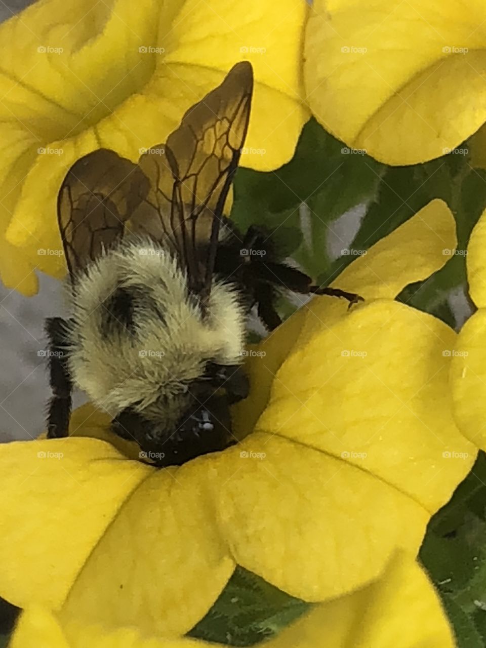 Bumblebee going into a flower closeup 