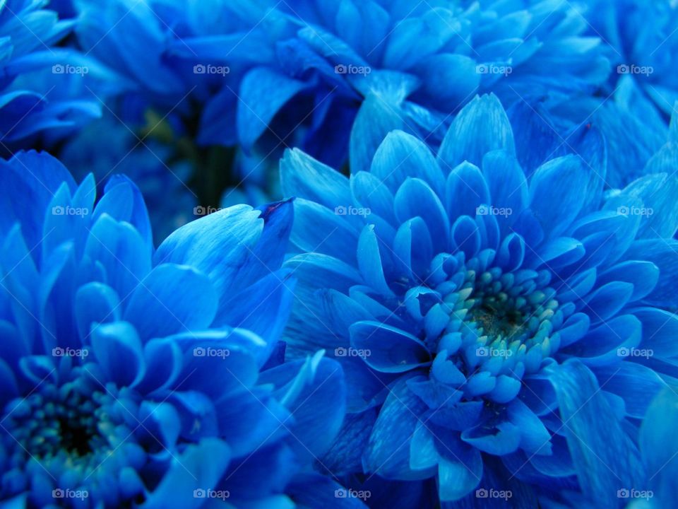 Dark blue chrysanthemums, tenderness, flowers