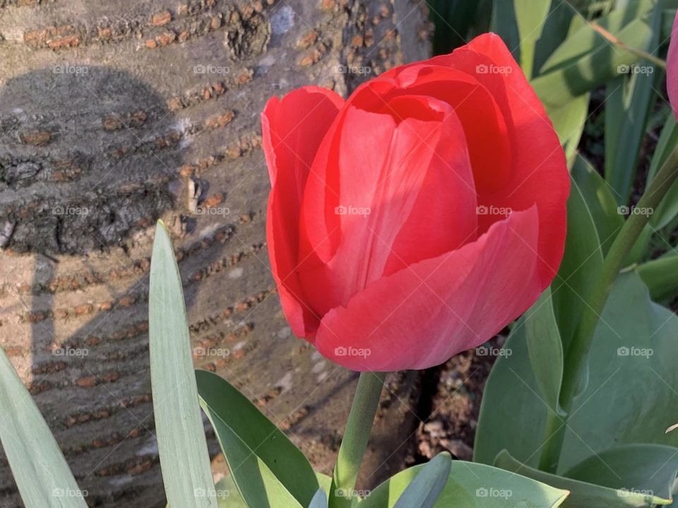 Red Tulip