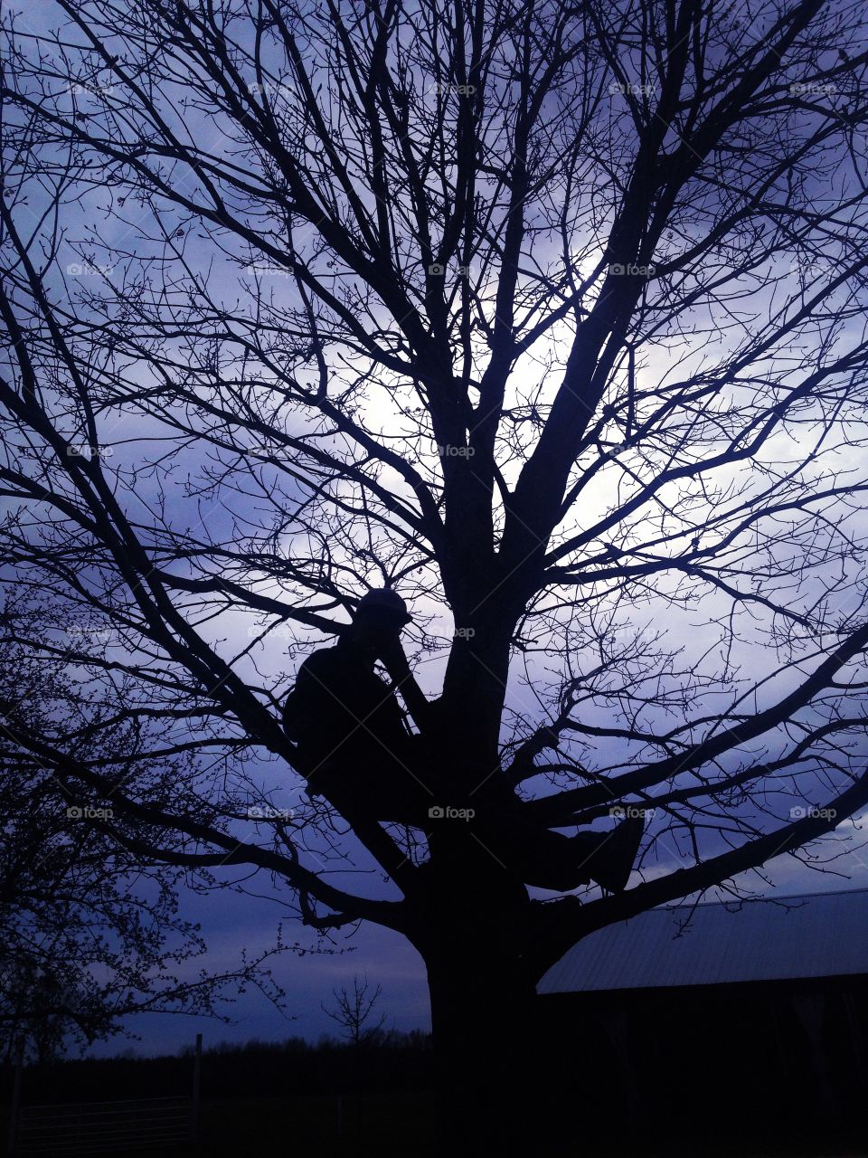 Tree climbing at Sundown. On our farm in Clintonville, WI