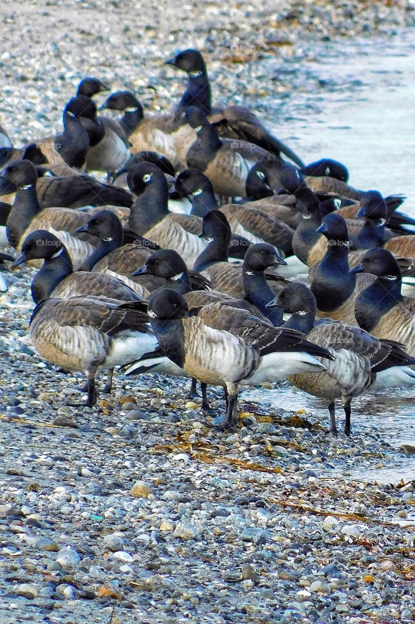 Cackling Geese