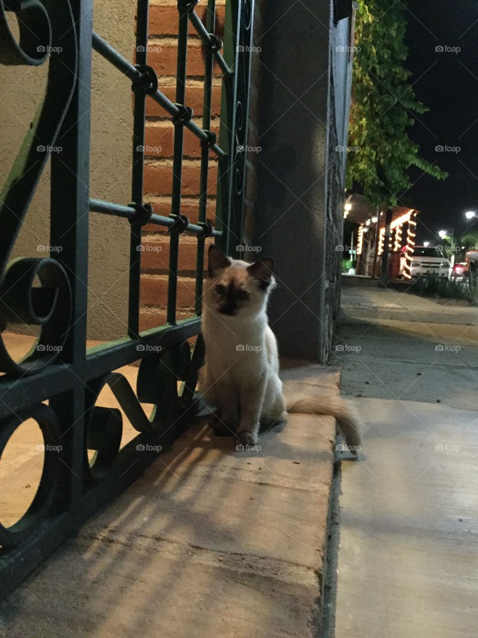 Siamese kitten sitting at the gate