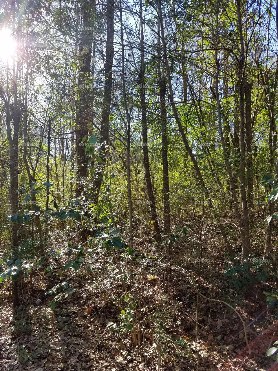 Sunlight falling on trees in forest