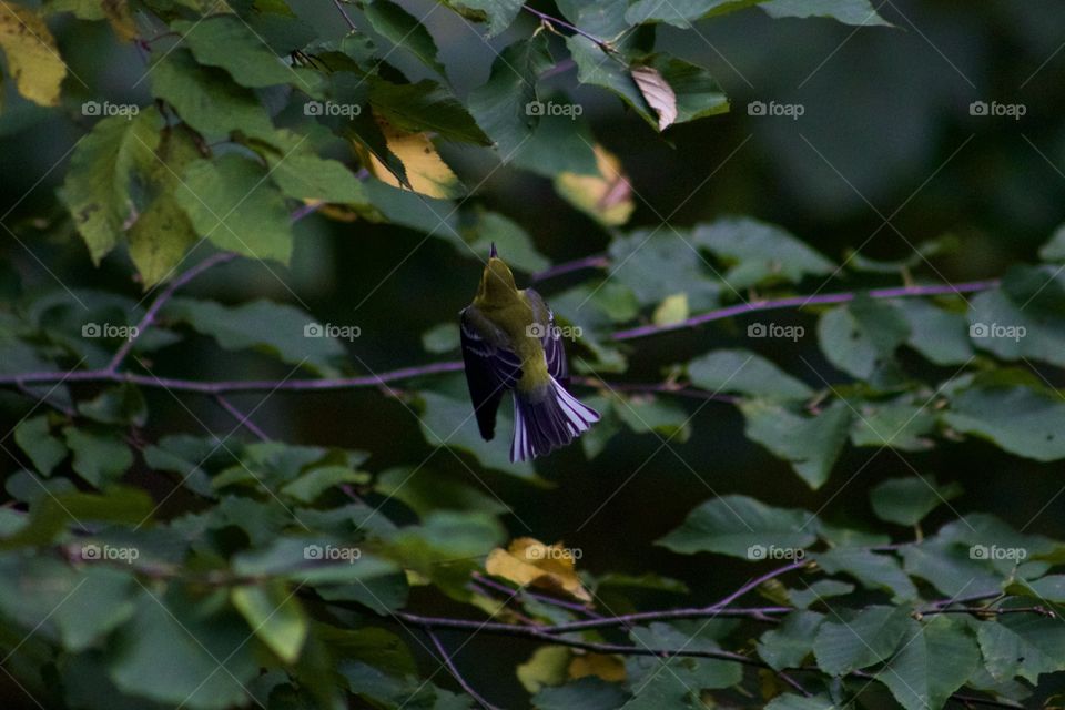 Black Throated Green Warbler in Pike County Pennsylvania USA flying through the trees