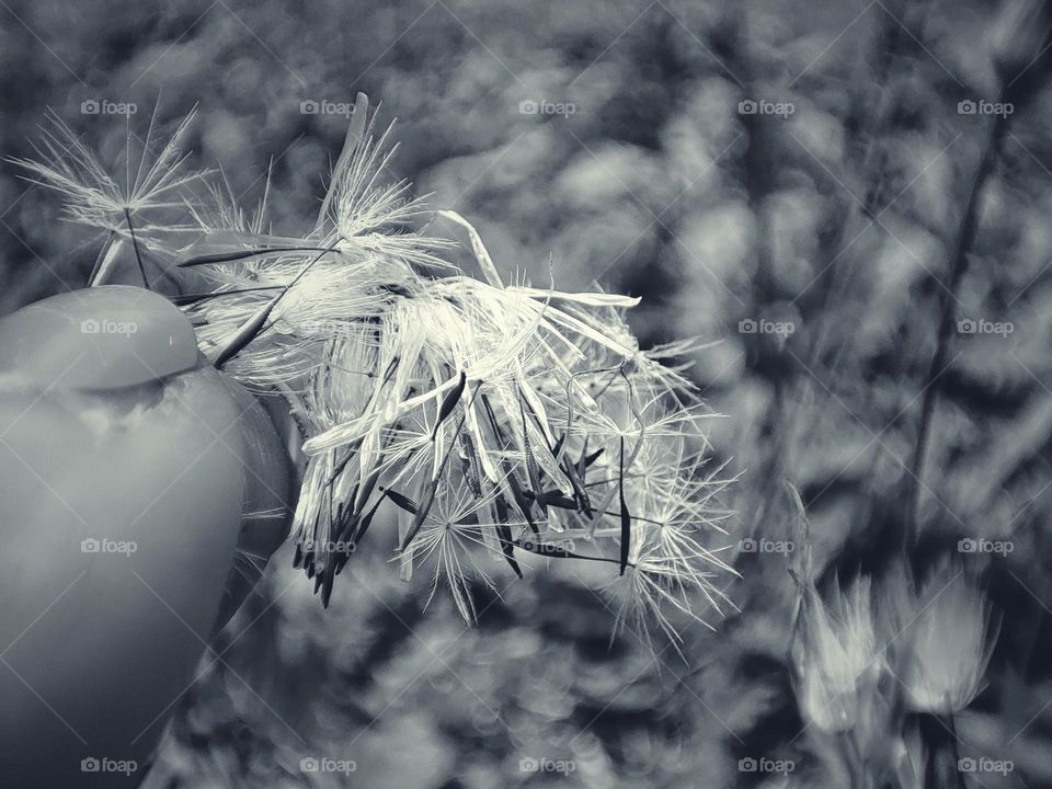 Dandelion seeds