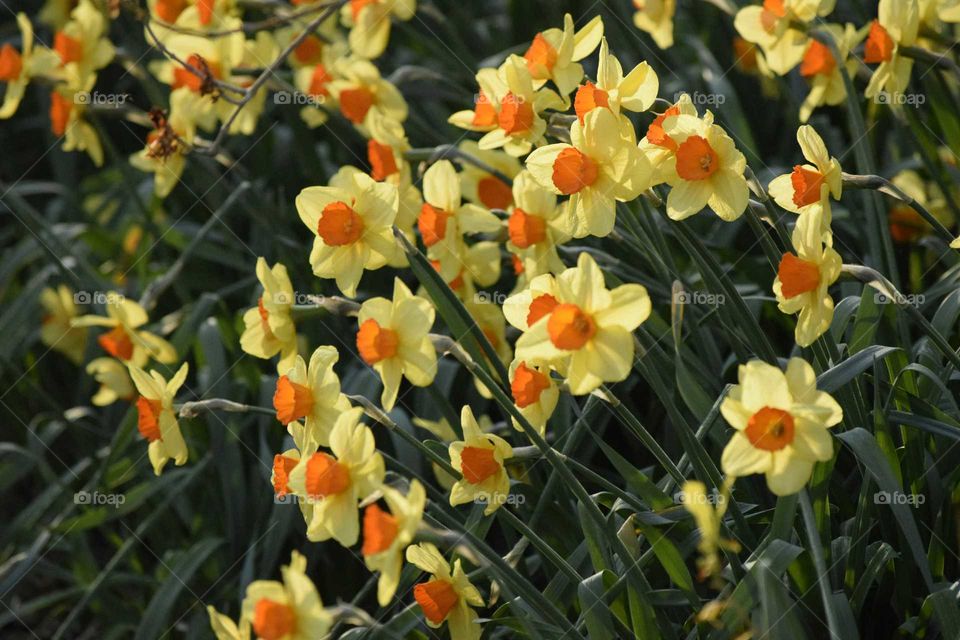 Daffodils in a Bunch