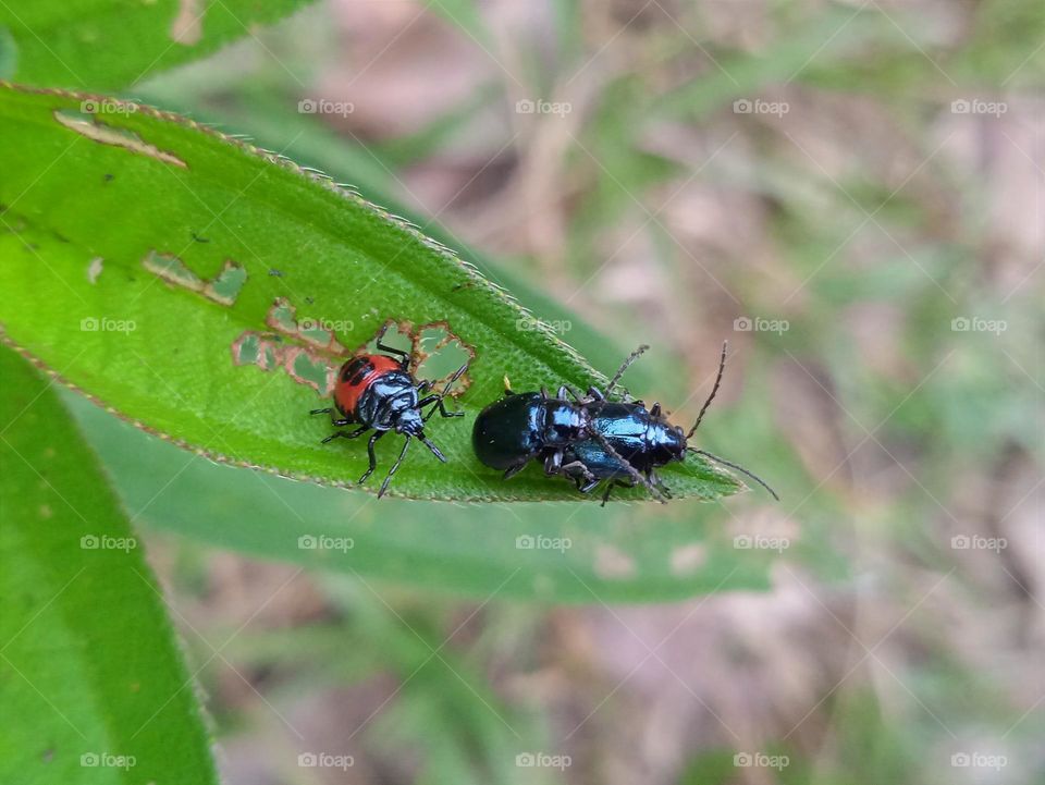 Insect's story (1)- Red insect meets a couple in love.