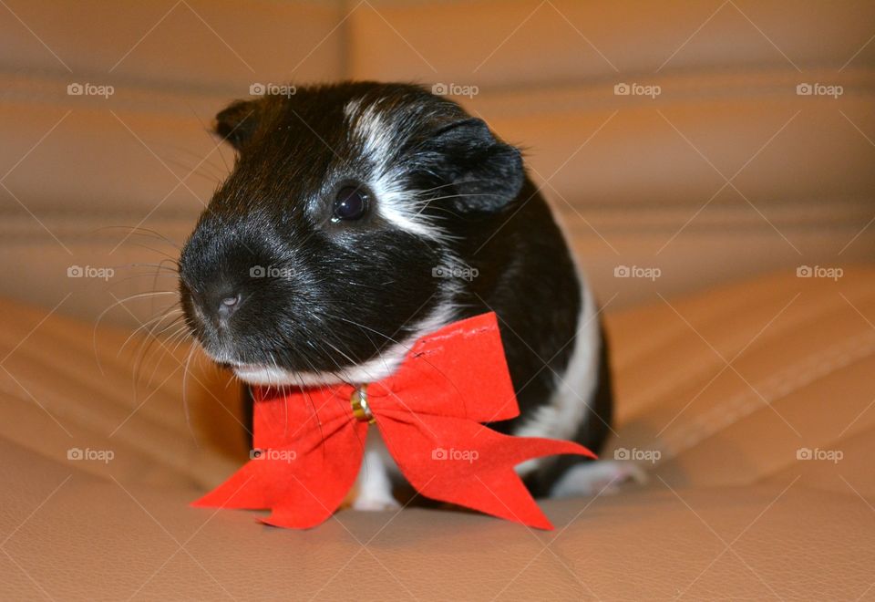 Guinea pig with bow tie sitting on sofa