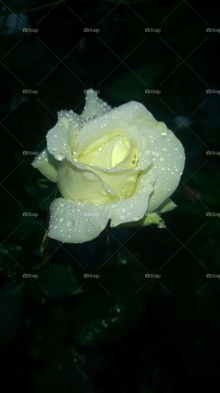 Rose in der regnerischen Nacht