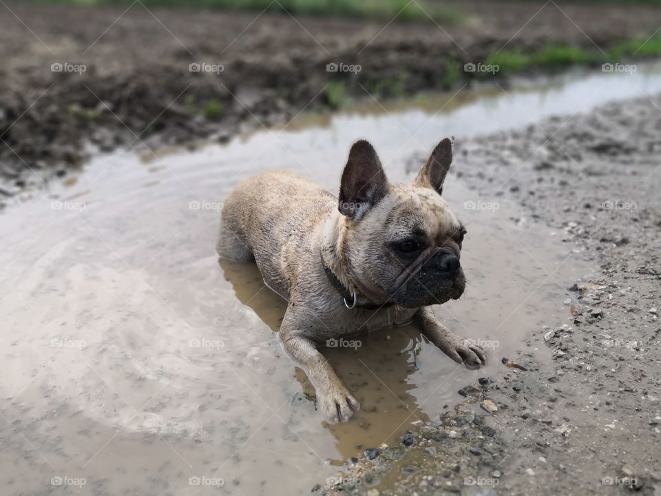 Muddy French Bulldog