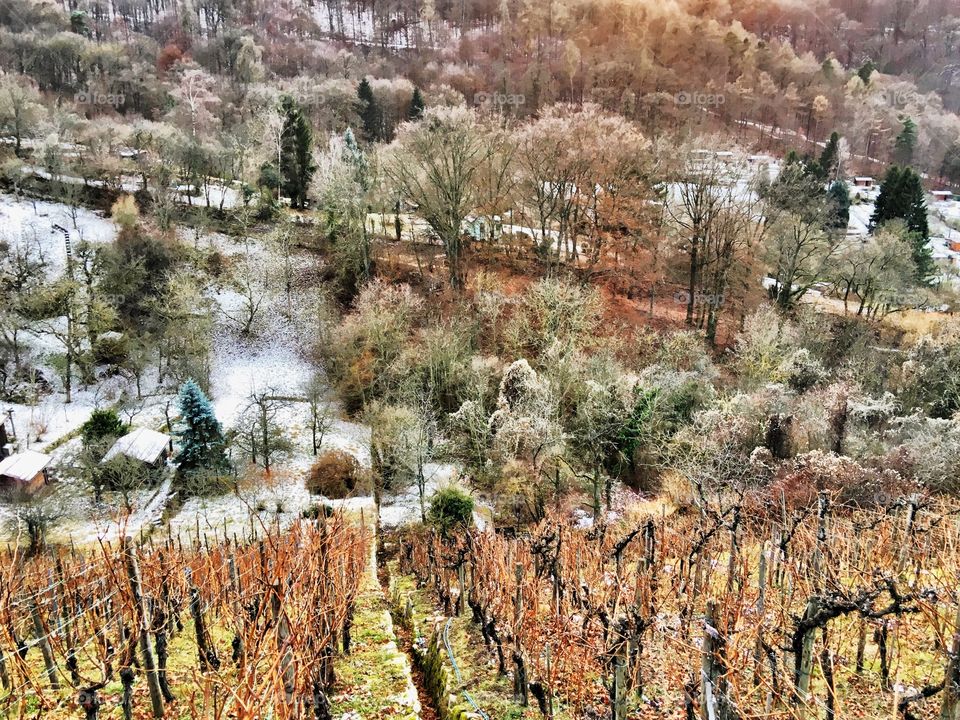 Vineyards around Stuttgart 