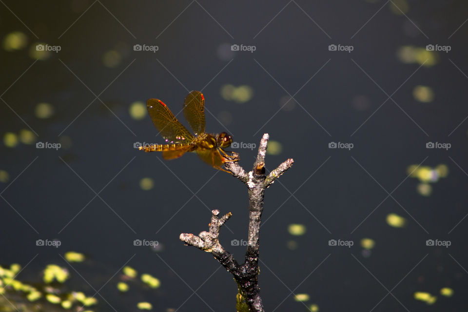 Close-up of dragonfly