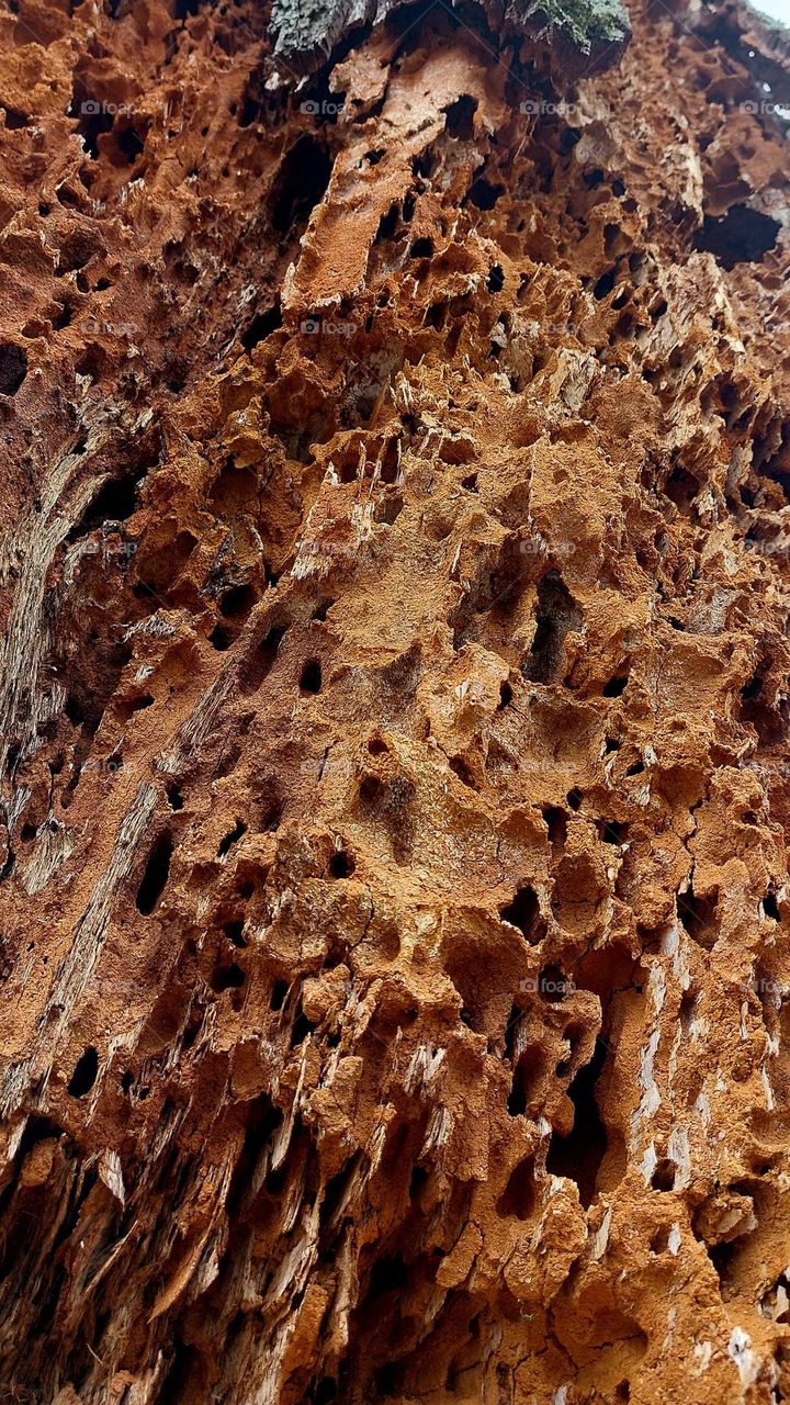 Ephemeral Artistry: Termites' Imprint on Weathered Wood