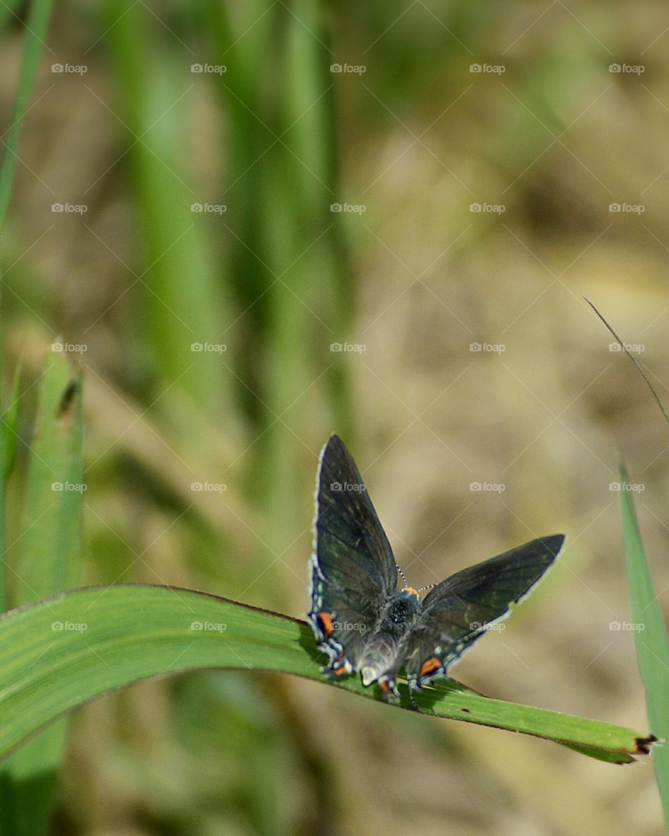 A Currently unidentified butterfly: I will update this with a species later