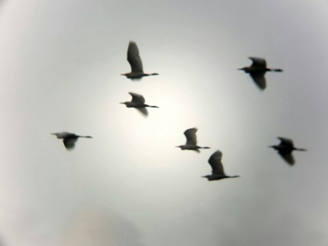 Birds fly away