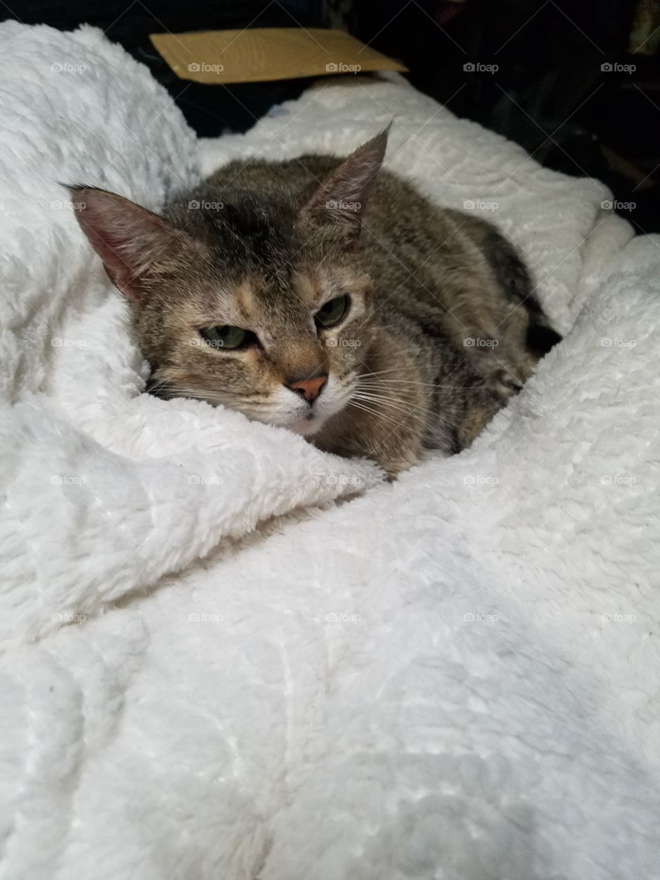 Tired kitty snuggled in a blanket.