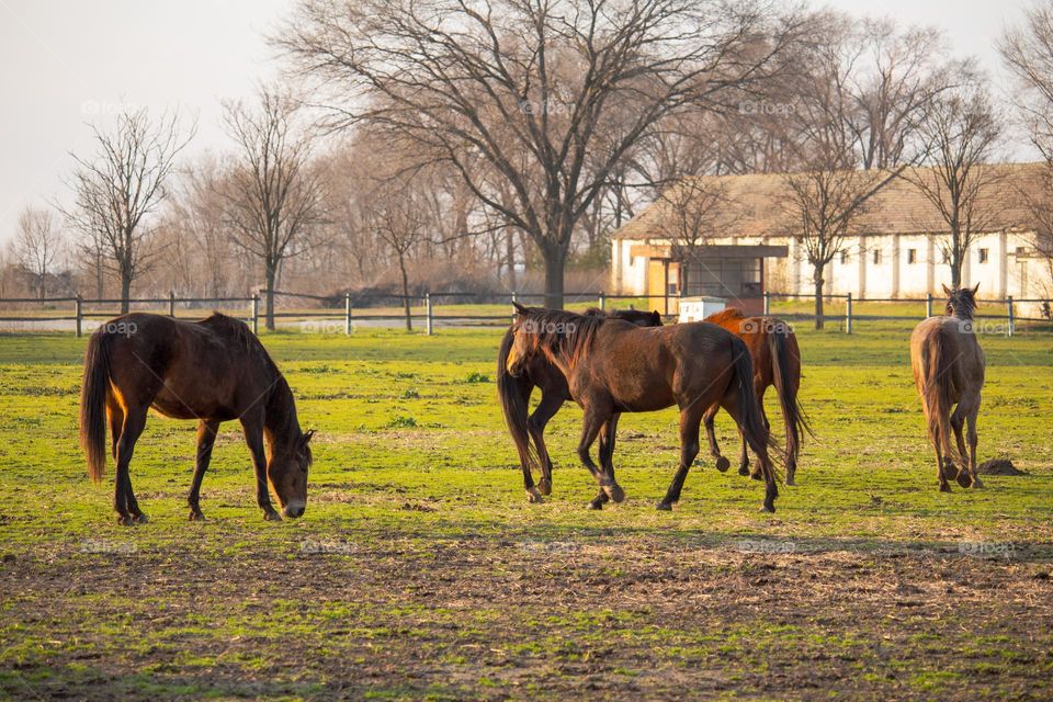 "Becej" Stables at Vojvodina in Serbia- contryside