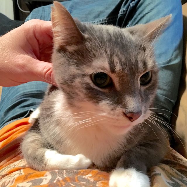 Petting gray gray