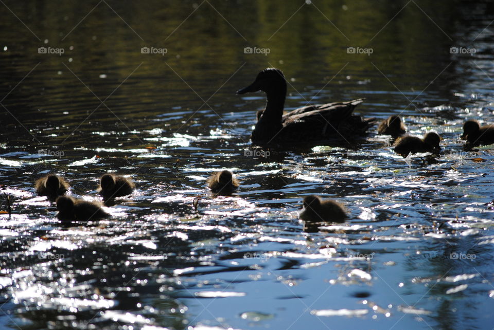 ducklings